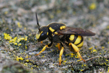 Closeup of a female of the colorful Yellow-spotted Dark Bee , Stelis signata in the Gard, France