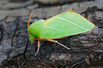 Closeup of the colorful green silver lines moth, Pseudoips prasinana on a piece of wood