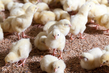 chicken chicks at a poultry farm, close up - obrazy, fototapety, plakaty
