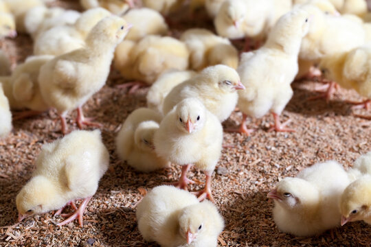 chicken chicks at a poultry farm, close up