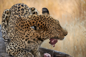 Close-up of an African leopard (Panthera pardus) lying on a tree trunk feeding meat in Namibia, Africa.