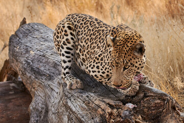 Fototapeta na wymiar African leopard (Panthera pardus) feeding raw meat on a tree trunk in Namibia, Africa.
