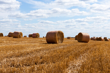 Fototapeta premium agricultural field with stacks of rye straw