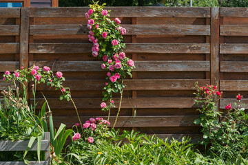 Pink roses on a wooden background, flowers