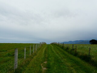 Pathway through a green meadow in New Zealand