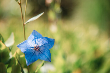 Blue Platycodon grandiflorus or Balloon flower, close up. Copy space