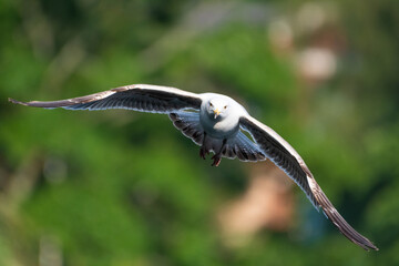 Juvenile Herring Gull, Larus Argentatus in flight against a blurred green background or bokeh