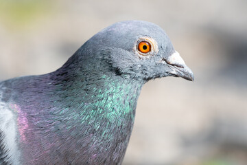 Feral Pigeon closeup of head profile and eye