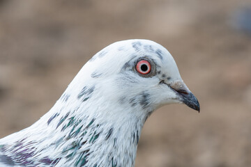 White Feral Pigeon closeup of head profile and eye