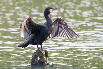 Cormorant (Phalacrocorax carbo) perched on a stump at an inland lake drying its wings in the sun