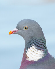 Wood Pigeon (Columba Palumbus) side profile portrait, showing plumage colours, England, UK