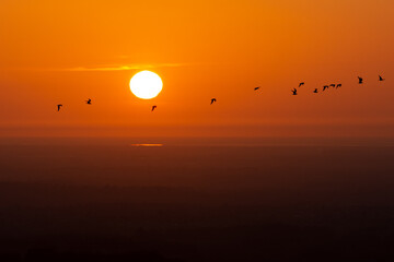 Orange sunset with flock of birds flying across the sky. Copy space for text.