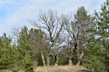View of different kinds of trees growing in the forest on a sunny day