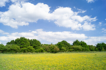 Blue sky with puffy clouds over field, pasture or meadow. Copy space for text.
