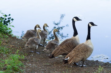 Fototapeta premium Goose family - two adults and four goslings or chicks near water