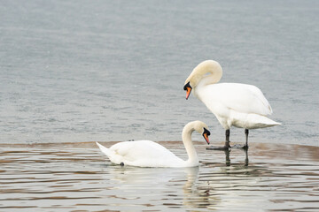 Naklejka na ściany i meble Swan pair on a partly frozen lake. Mute swans, cygnus olor