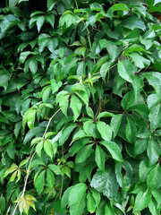 Wild (maiden) grapes wall background