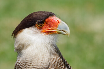 Portrait of Karančo Southern with green background.