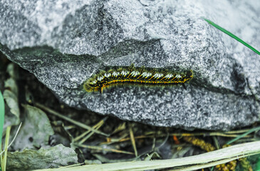 Big hairy drinker moth caterpillar. Black and yellow stripped larvae on the stone. Wildlife zoological close up insect horizontal photo.