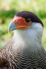 Portrait of Karančo Southern with green background.