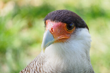 Portrait of Karančo Southern with green background.