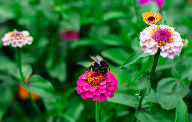 Busy bee on a  pink bright flower. Beautiful summer field wallpaper.