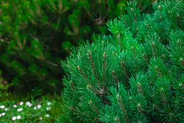 Pine tree forest background. Fir tree botanical wallpaper. Close up, soft focus of  green cone tree needles background.