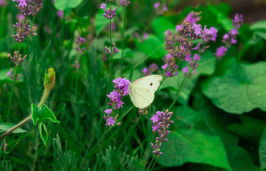 White cabbage butterfly on purple  flower  against green meadow grass. Beautiful minimalist summer...