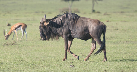 Naklejka na ściany i meble Wildebeest in Kenya