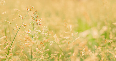 Beautiful golden and green grass in the meadow in the morning at dawn background.