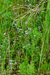 Acker-Vergissmeinnicht // field forget-me-not (Myosotis arvensis) 