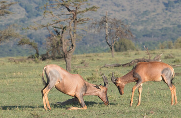 Obraz na płótnie Canvas Antelope Play Fighting