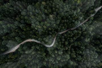 Winding curvy road inside a forest from a top down view of a drone at a foggy evening with a car...