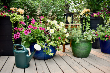 Garden tools and watering can with summer flowering planters in full bloom in lush landscaped...