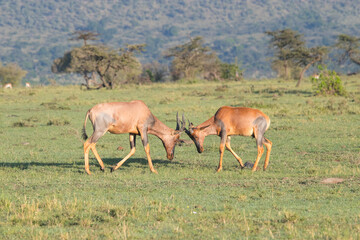Antelope Play Fighting