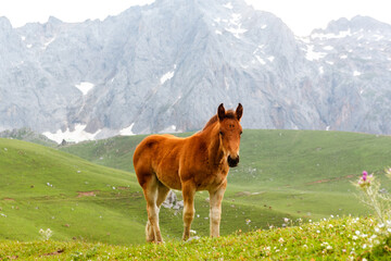Fototapeta na wymiar young brown horse grazing free on the mountain and looking at camera