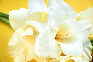 Fototapeta na wymiar White delicate gladiolus flowers on a yellow background.