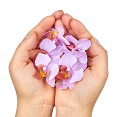 Woman's hands with orchid flowers isolated on white background.