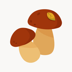Two forest boletus mushrooms on a white background