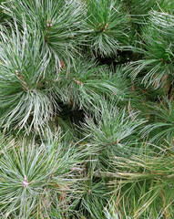 Pine branches background, long needles with gray