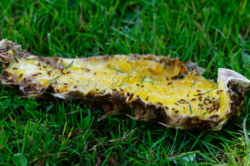 Fruit flies gather on discarded pineapple skin on the grass