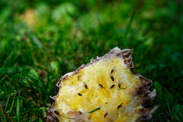 Fruit flies are feeding on a pineapple skin that is lying on green grass - obrazy, fototapety, plakaty