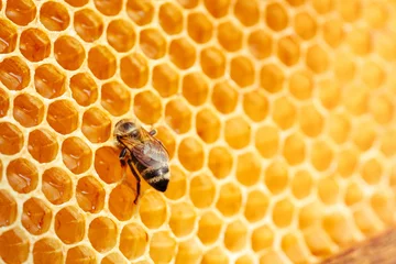 Fotobehang Macro photo of working bees on honeycombs. Beekeeping and honey production image © Aleksandr Rybalko