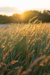 Selective soft focus of beach dry grass, reeds, sedge stalks blowing on the wind at golden sunset...