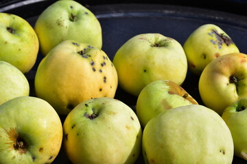 Apples affected by scab, scab is a disease in which apples become strewn with rounded dry spots of small size. Fungal disease of the apple tree.