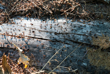 Big anthill in the woods with colony of ants in summer forest close up