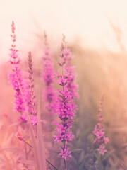 Pink wildflowers on warn retro-style backdrop. Purple Loosestrife or Lythrum salicaria flower heads in the dried wild plant field