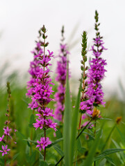 Obraz premium Purple Loosestrife or Lythrum salicaria flower heads in the green field
