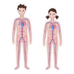 Human circulatory system