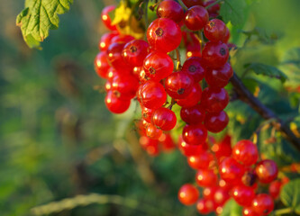 Bunches of red currants on a bush in the rays of the sun at sunset. .Summer, harvest, fruits and berries.